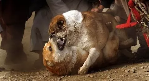 Shepherds Afgani (31 Ritratti): Deskrizzjoni tar-razza tal-klieb Saga Koch. Dawn il-klieb bħal Wolfhounds? 22959_11