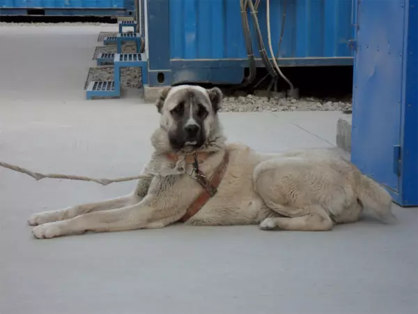 아프간 양치기 (31 사진) : 개 품종의 설명 사가 코흐. 울프 하운드가있는 개가 있니? 22959_13