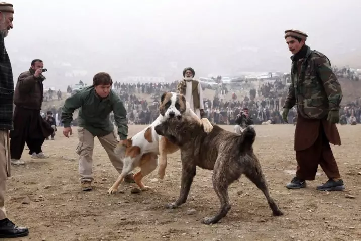阿富汗牧羊人（31张照片）：狗品种Saga Koch的描述。是狼狗的狗吗？ 22959_14