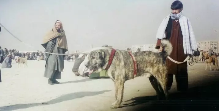 Shepherds Afgani (31 Ritratti): Deskrizzjoni tar-razza tal-klieb Saga Koch. Dawn il-klieb bħal Wolfhounds? 22959_2