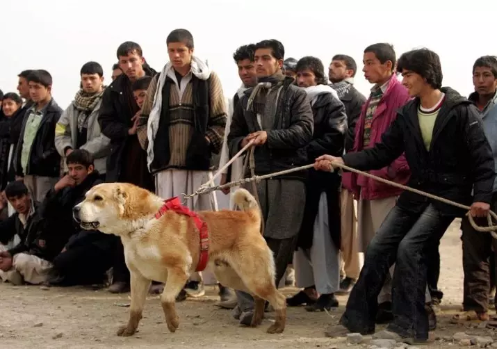 아프간 양치기 (31 사진) : 개 품종의 설명 사가 코흐. 울프 하운드가있는 개가 있니? 22959_26