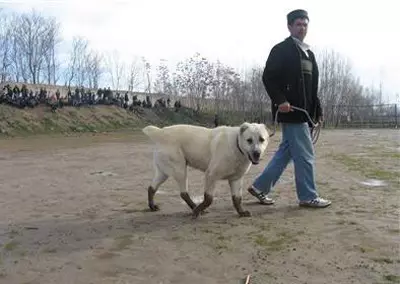 阿富汗牧羊人（31张照片）：狗品种Saga Koch的描述。是狼狗的狗吗？ 22959_28