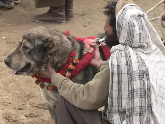 아프간 양치기 (31 사진) : 개 품종의 설명 사가 코흐. 울프 하운드가있는 개가 있니? 22959_29
