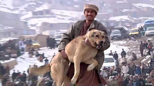 아프간 양치기 (31 사진) : 개 품종의 설명 사가 코흐. 울프 하운드가있는 개가 있니? 22959_30