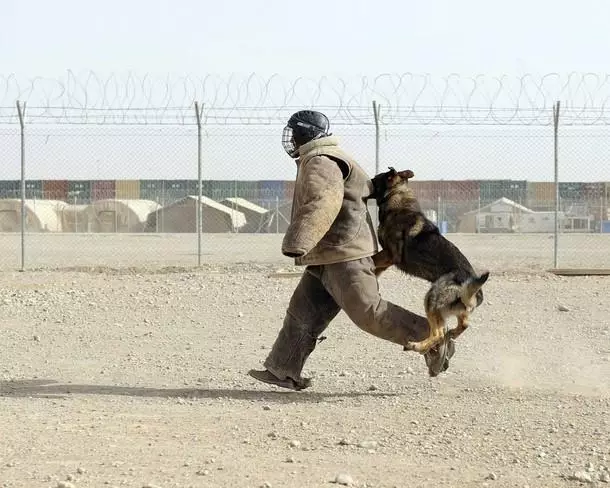 阿富汗牧羊人（31张照片）：狗品种Saga Koch的描述。是狼狗的狗吗？ 22959_31