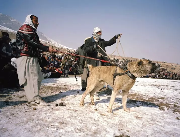 아프간 양치기 (31 사진) : 개 품종의 설명 사가 코흐. 울프 하운드가있는 개가 있니? 22959_4