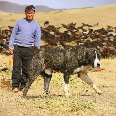 아프간 양치기 (31 사진) : 개 품종의 설명 사가 코흐. 울프 하운드가있는 개가 있니? 22959_5