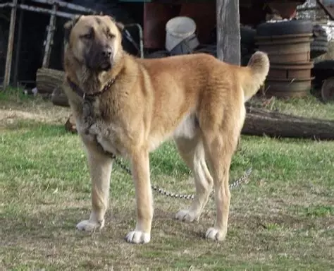 Shepherds Afgani (31 Ritratti): Deskrizzjoni tar-razza tal-klieb Saga Koch. Dawn il-klieb bħal Wolfhounds? 22959_7