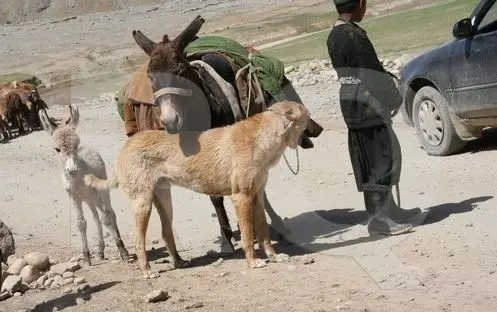 Shepherds Afgani (31 Ritratti): Deskrizzjoni tar-razza tal-klieb Saga Koch. Dawn il-klieb bħal Wolfhounds? 22959_8