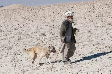 아프간 양치기 (31 사진) : 개 품종의 설명 사가 코흐. 울프 하운드가있는 개가 있니? 22959_9
