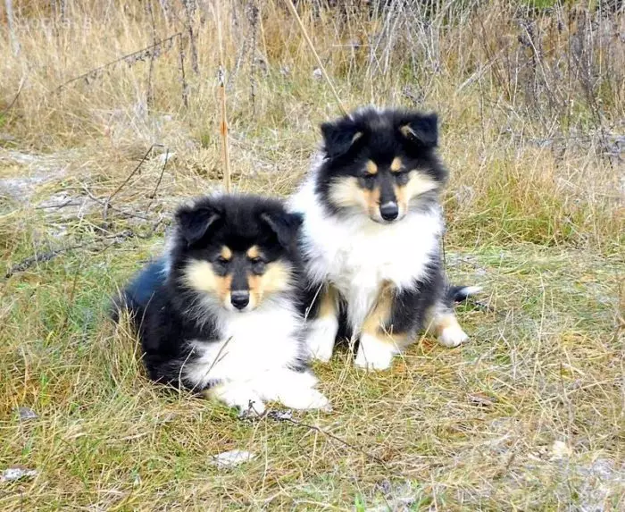 Долгокоја коса Collie (21 фотографии): Опис на раса. Како изгледаат кученцата? РКФ стандарди за раса на кучиња Коли 22961_14