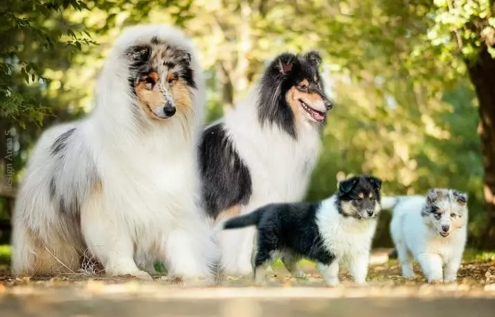 Долгокоја коса Collie (21 фотографии): Опис на раса. Како изгледаат кученцата? РКФ стандарди за раса на кучиња Коли 22961_16