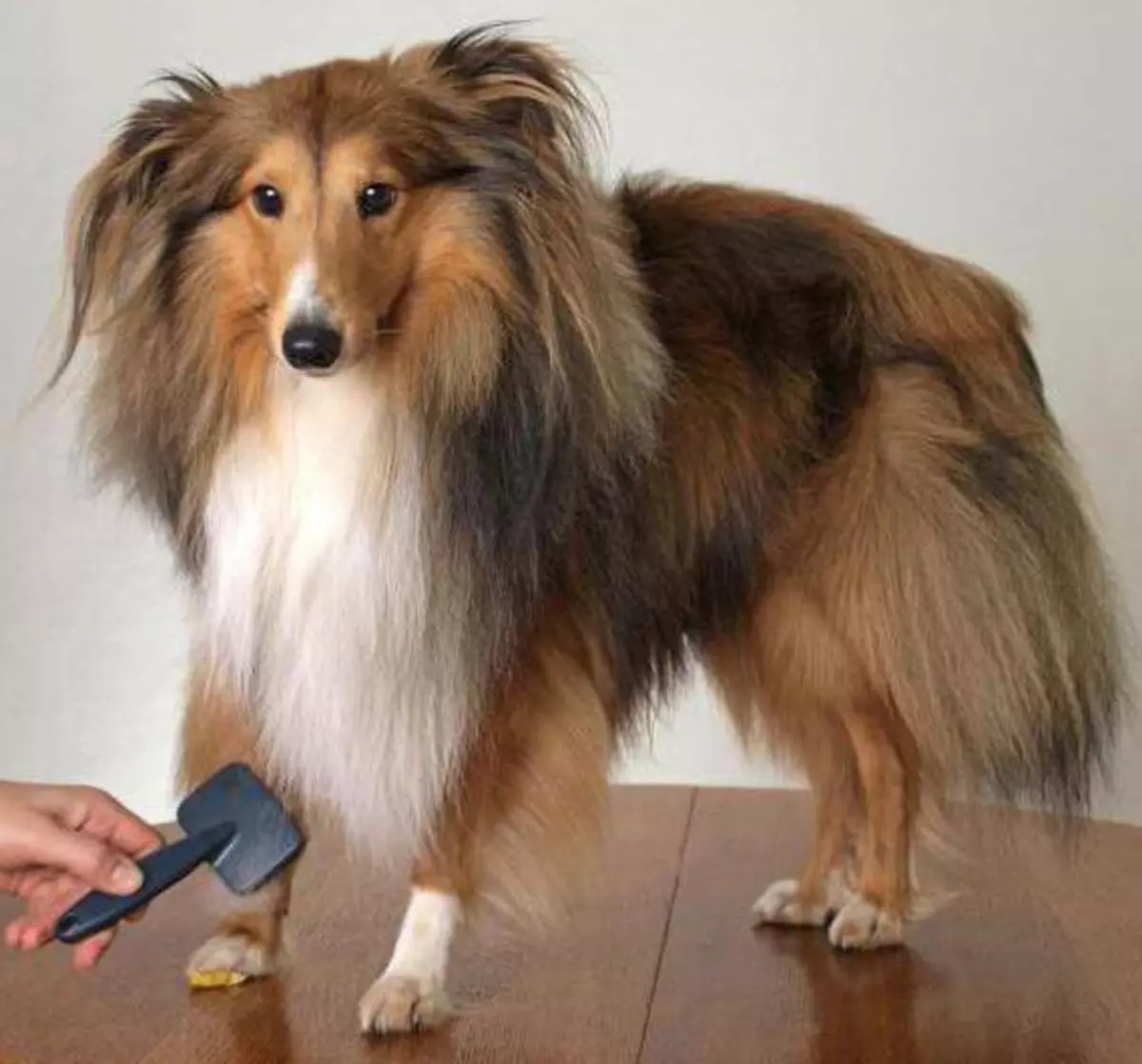 Долгокоја коса Collie (21 фотографии): Опис на раса. Како изгледаат кученцата? РКФ стандарди за раса на кучиња Коли 22961_17