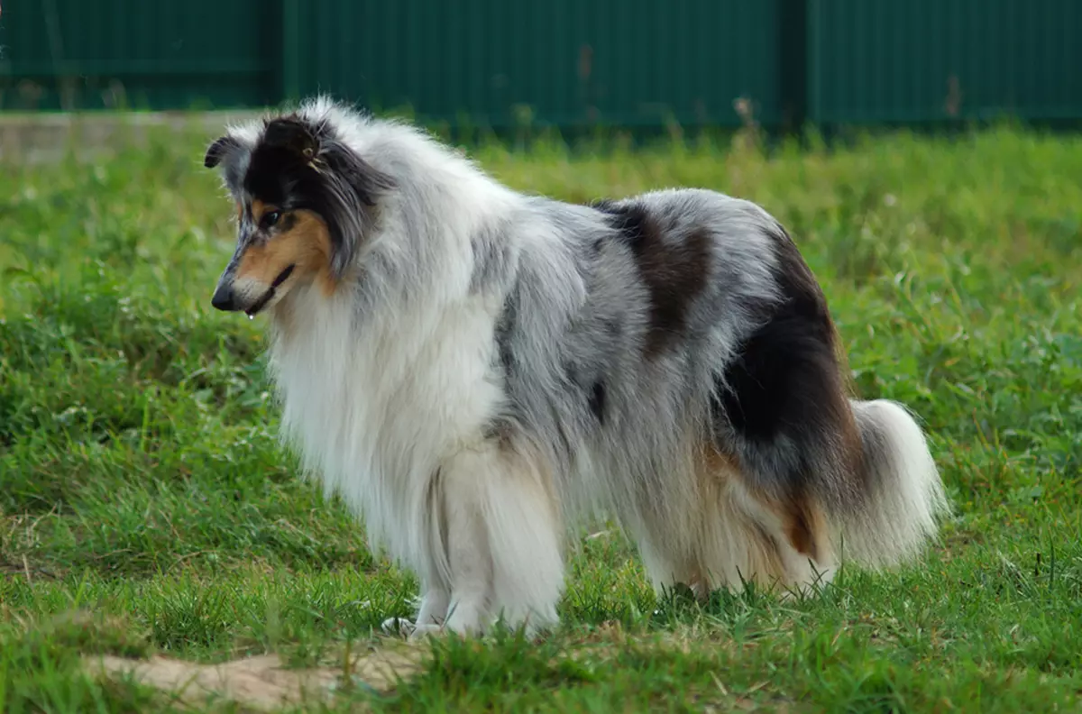 Долгокоја коса Collie (21 фотографии): Опис на раса. Како изгледаат кученцата? РКФ стандарди за раса на кучиња Коли 22961_21