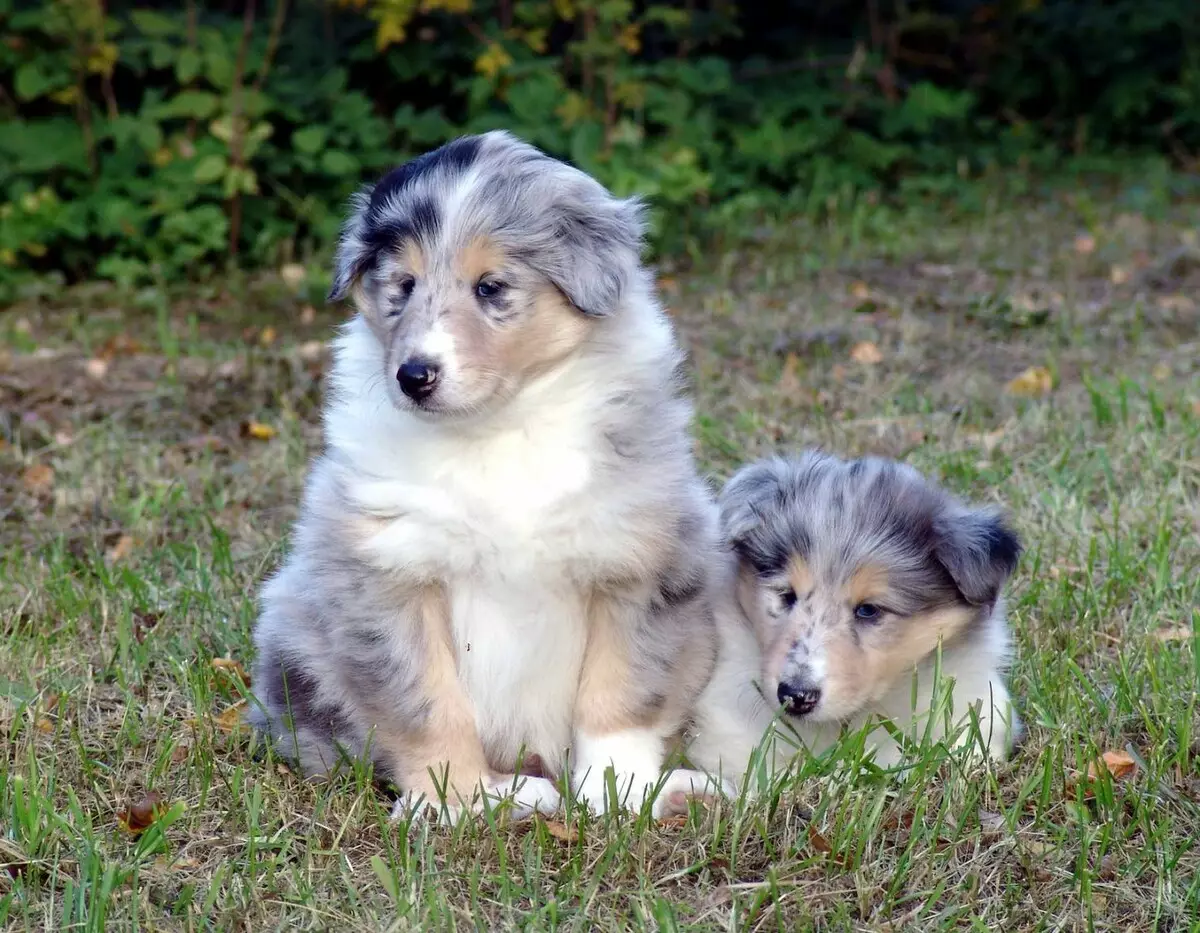 Долгокоја коса Collie (21 фотографии): Опис на раса. Како изгледаат кученцата? РКФ стандарди за раса на кучиња Коли 22961_3