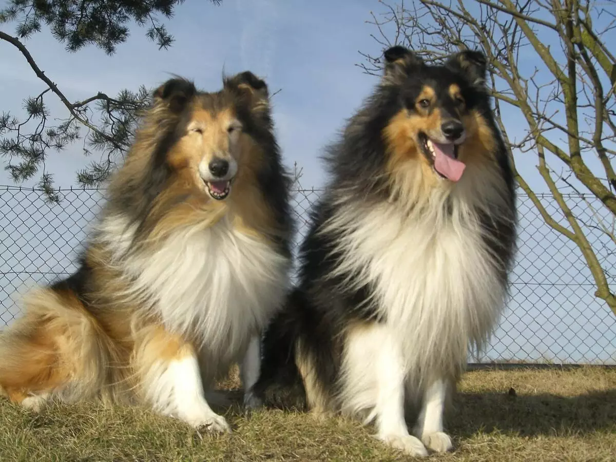 Долгокоја коса Collie (21 фотографии): Опис на раса. Како изгледаат кученцата? РКФ стандарди за раса на кучиња Коли 22961_4