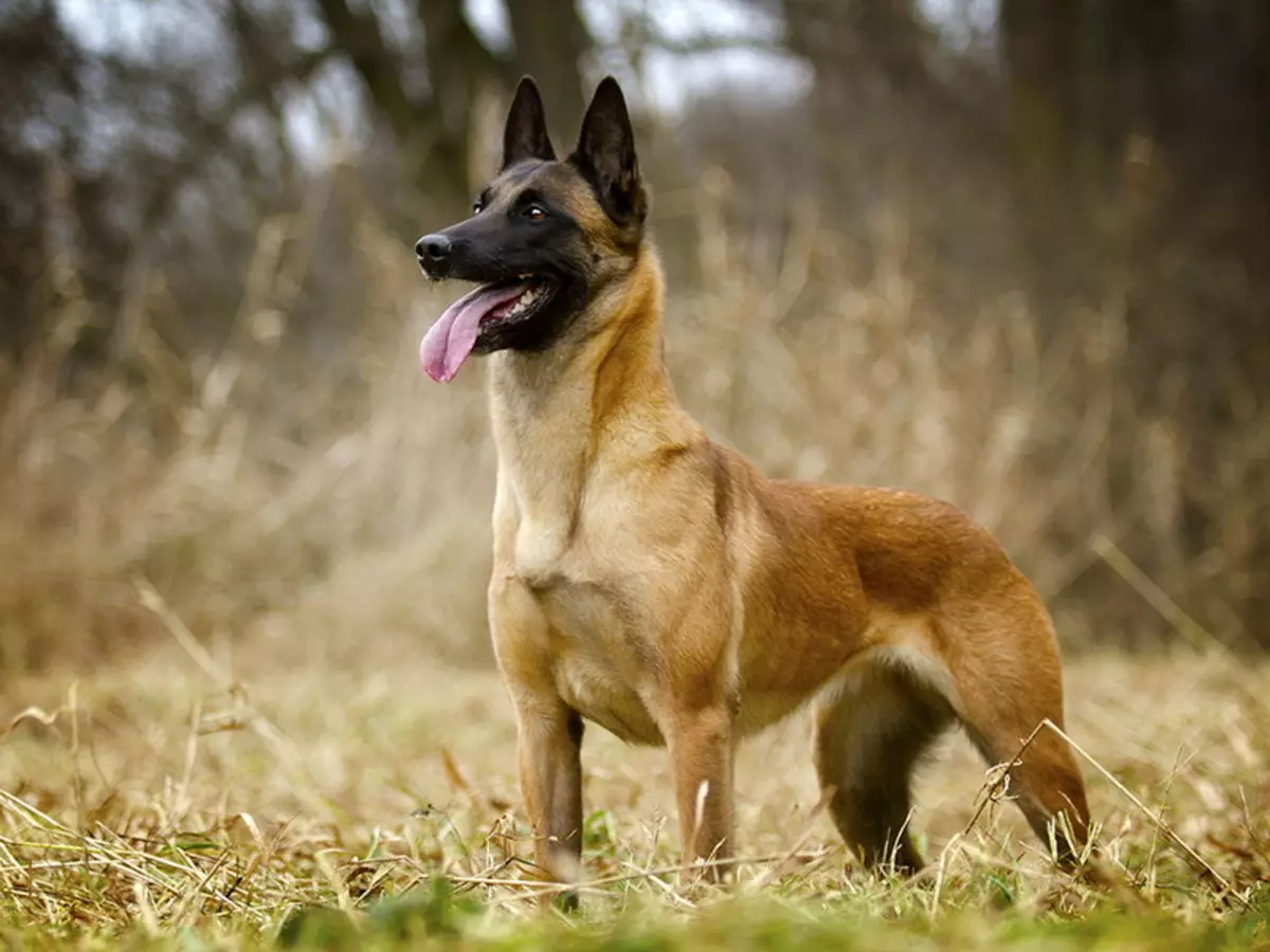 Malinaua (58 foto's): beschrijving van de Belgische herder, de standaard van ras van honden, het karakter van puppy's, het kenmerk van de kleuren 22963_10