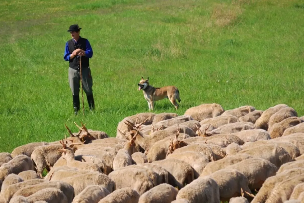 Malinaua (58 fotók): A belga pásztor leírása, a kutyák fajtája, a kiskutyák jellege, a színek jellemzője 22963_4