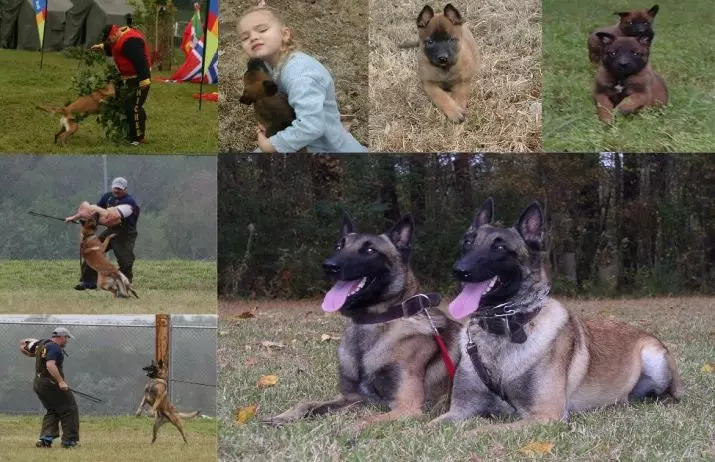 Malinaua (58 fotók): A belga pásztor leírása, a kutyák fajtája, a kiskutyák jellege, a színek jellemzője 22963_58