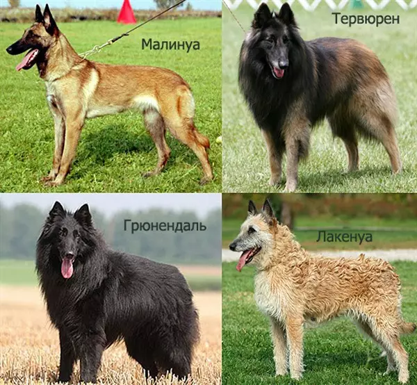 Malinaua (58 slike): opis belgijskog ovčara, standard rase pasa, karakter štenaca, karakterističnih boja 22963_9