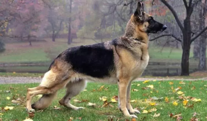 독일 셰퍼드의 일종 사육 (23 장의 사진) : 강아지 작동 품질, 개 관리 규칙 22967_11
