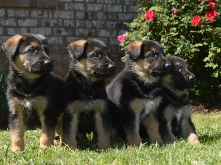 Gembala Jerman Pembiakan Kerja (23 Foto): Puppies Kualiti Kerja, Peraturan Penjagaan Anjing 22967_12