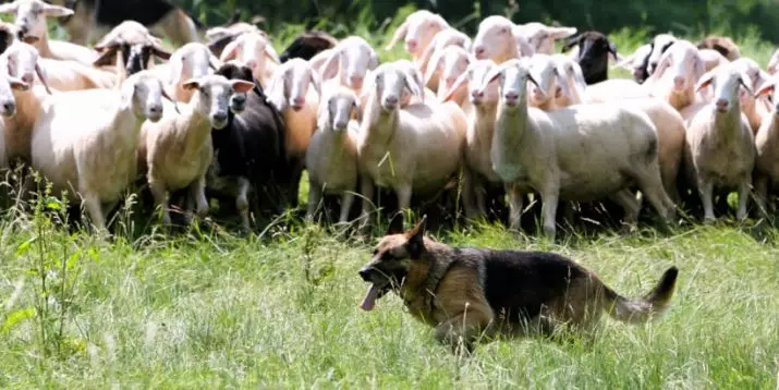Vācu aitu audzēšana (23 fotoattēli): Kucēni Darba kvalitāte, suņu aprūpes noteikumi 22967_2