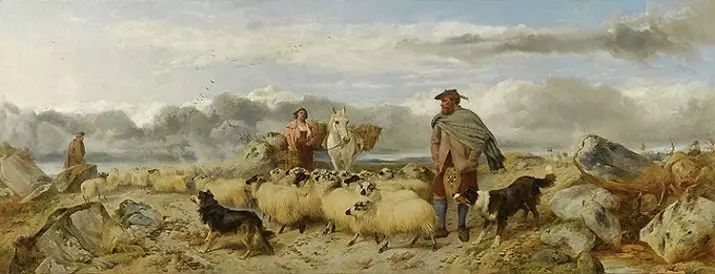 pastors alemanys de la cria de treball (23 fotos): Gossets de la qualitat de treball, regles de la cura de l'gos 22967_3