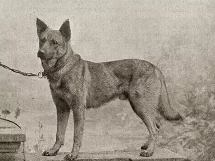 Duitse herders van werk teling (23 foto's): hondjies werk gehalte, hond sorg reëls 22967_4