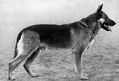 Duitse herders van werk teling (23 foto's): hondjies werk gehalte, hond sorg reëls 22967_5