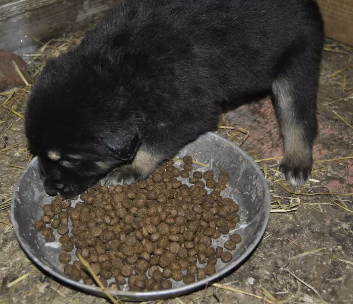 Чем кормить щенка немецкой овчарки 1 месяц