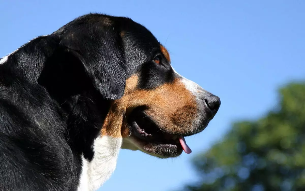 Berne شیفڈ (42 فوٹو): Sennenhund نسل کی تفصیل، سوئس ماؤنٹین چرواہا کتے کے مہینے کی طرف سے puppies وزن 22972_2