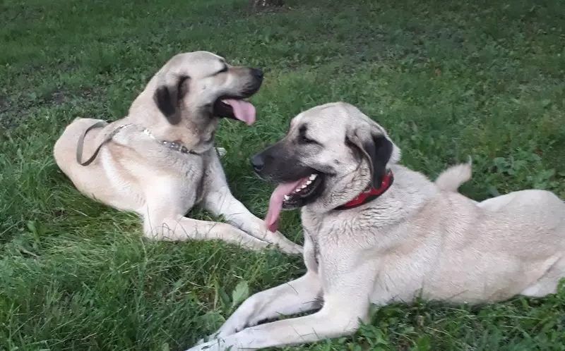 Kangal (izithombe ezingama-40): Izici zomalusi we-anatoly. Kungani lolu hlobo lwezinja lubizwa ngokuthi yiTurkey Wolfhound? Incazelo ye-Puppy Care endlini yangasese 22973_13