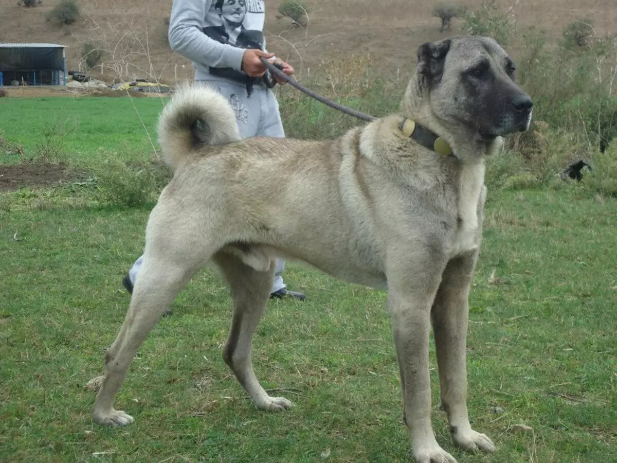 Kangal (izithombe ezingama-40): Izici zomalusi we-anatoly. Kungani lolu hlobo lwezinja lubizwa ngokuthi yiTurkey Wolfhound? Incazelo ye-Puppy Care endlini yangasese 22973_15