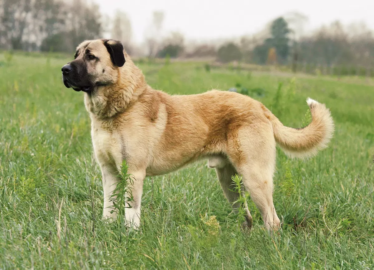 Kangal (izithombe ezingama-40): Izici zomalusi we-anatoly. Kungani lolu hlobo lwezinja lubizwa ngokuthi yiTurkey Wolfhound? Incazelo ye-Puppy Care endlini yangasese 22973_16