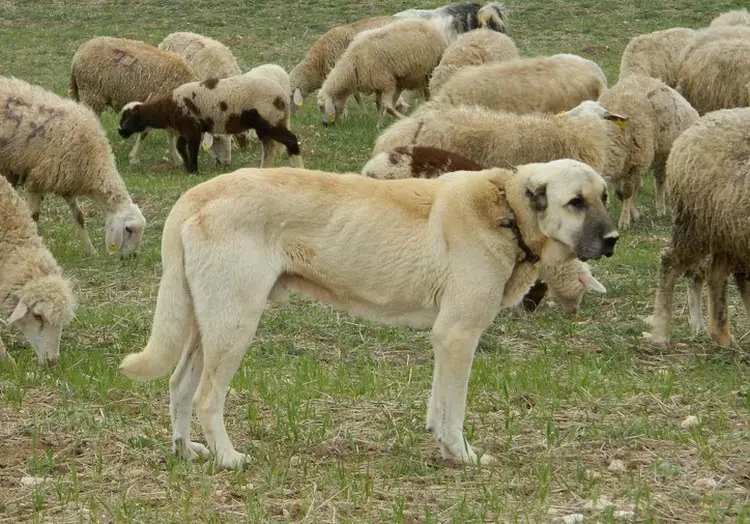 Кангал (40 фото): характеристика анатолийских вівчарок. Чому цю породу собак називають турецькими вовкодавами? Опис догляду за цуценятами в приватному будинку 22973_17