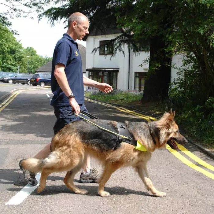 Tervier (34 fotos): Descripció dels cadells de pastor belga, contingut i cura dels gossos 22976_10