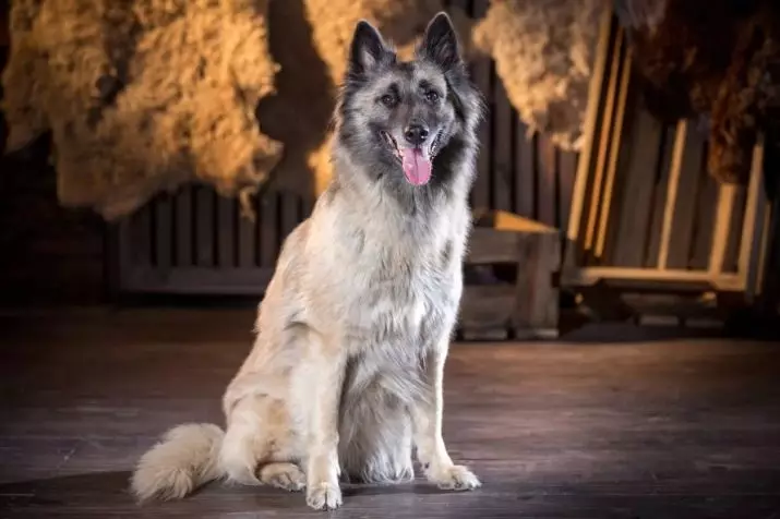 Tervier (34 fotos): Descripció dels cadells de pastor belga, contingut i cura dels gossos 22976_14