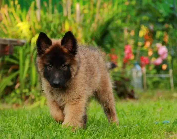 Tervier (34 fotos): Descripció dels cadells de pastor belga, contingut i cura dels gossos 22976_15