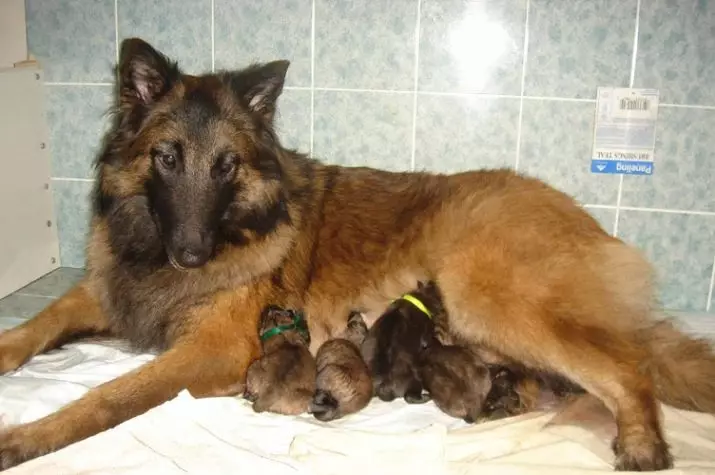 Tervier (34 fotos): Descripció dels cadells de pastor belga, contingut i cura dels gossos 22976_16