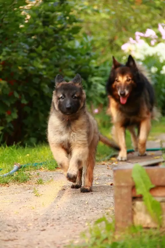 Tervier (34 fotos): Descripció dels cadells de pastor belga, contingut i cura dels gossos 22976_18