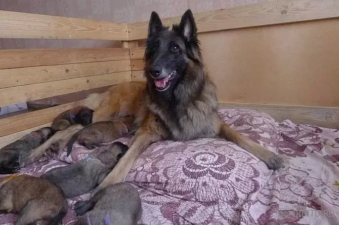Tervurere (34 fotot): Belgia karjaste kutsikate kirjeldus koerte sisu ja hoolduse kirjeldus 22976_20