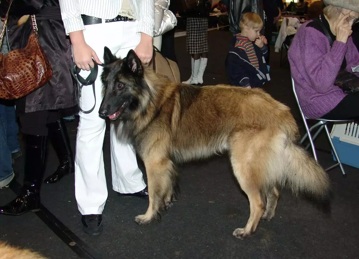 Tervier (34 fotos): Descripció dels cadells de pastor belga, contingut i cura dels gossos 22976_32
