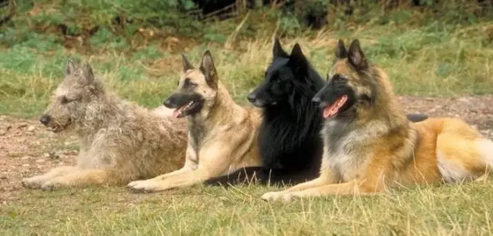 Tervurere (34 fotot): Belgia karjaste kutsikate kirjeldus koerte sisu ja hoolduse kirjeldus 22976_4