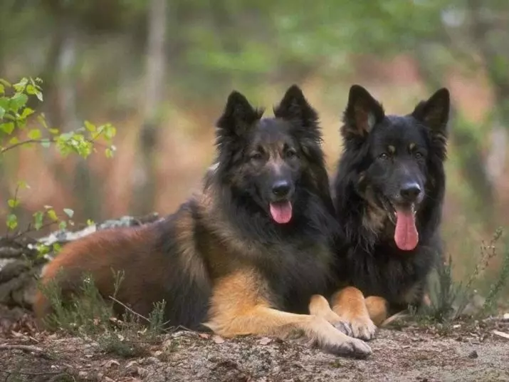 Tervier (34 fotos): Descripció dels cadells de pastor belga, contingut i cura dels gossos 22976_8