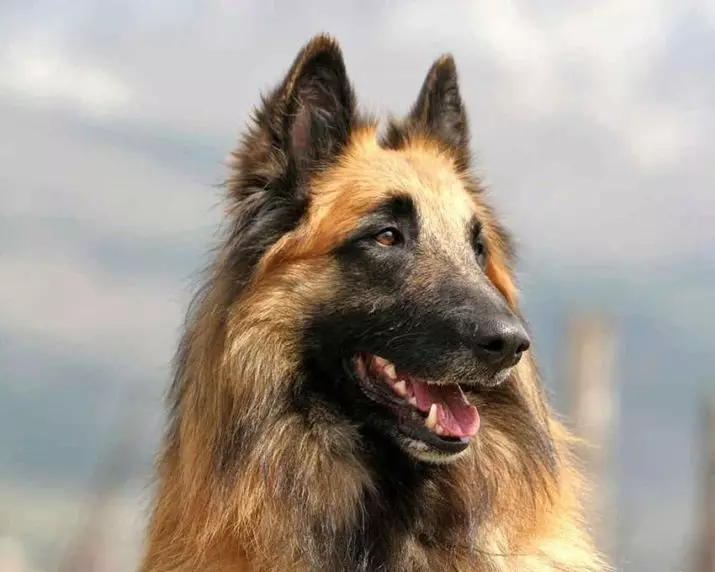 Tervier (34 fotos): Descripció dels cadells de pastor belga, contingut i cura dels gossos 22976_9