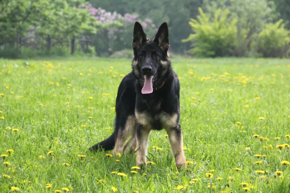 Eastern European Shepherd (66 사진) : 검은 강아지의 특성. 얼마나 많은 개들이 veo가 살고 있습니까? 품종 색상, 소유자 리뷰의 문자 및 설명