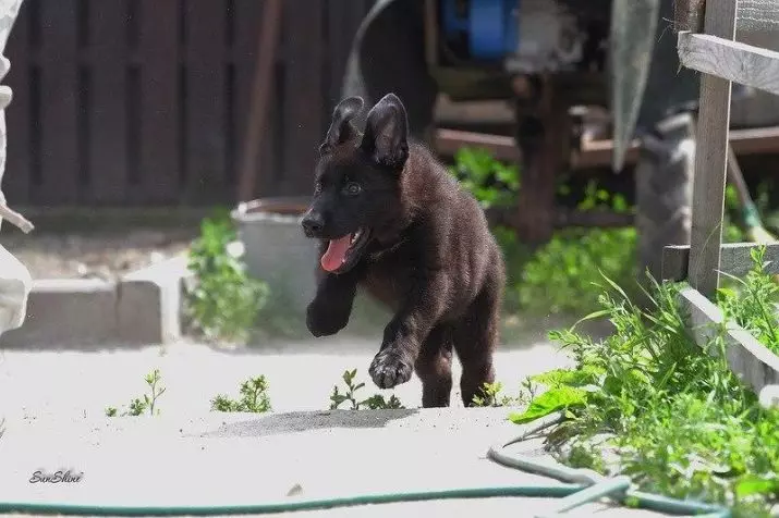 Черноморски овчар (41 снимки): описание на тъмната порода, грижа за черни кученца на възраст от 2 месеца, кучета Характеристики 22978_10