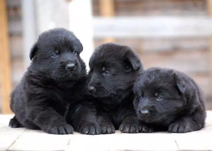 Black German Shepherd (41 foto's): beschrijving van het donkere kleurras, zorg voor zwarte puppy's op de leeftijd van 2 maanden, hondenkarakteristieken 22978_12