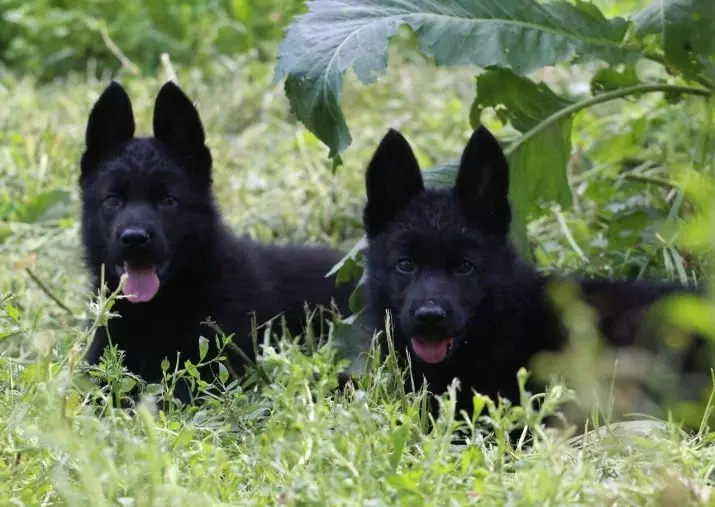 블랙 독일 셰퍼드 (41 장의 사진) : 어두운 색상 품종에 대한 설명, 2 개월 연령에 검은 강아지를 돌보는, 개 특성 22978_16